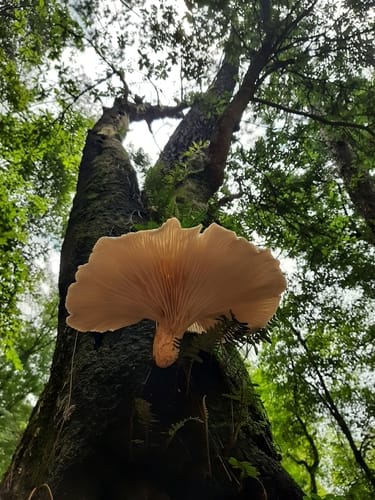 Pleurotus smithii