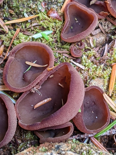 Plicaria badia