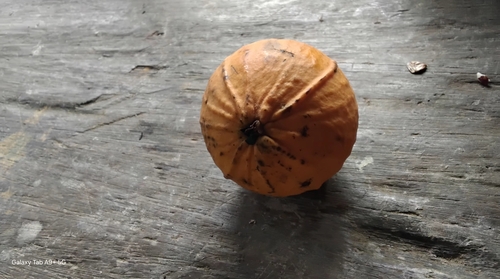 Plinia inflata