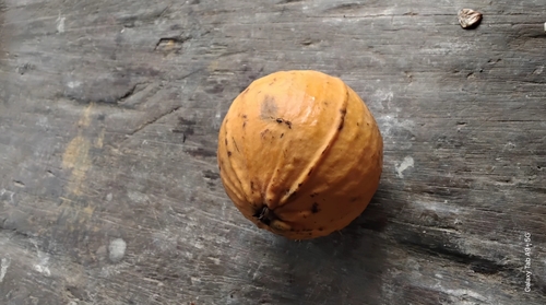 Plinia inflata