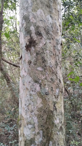 Plinia rivularis
