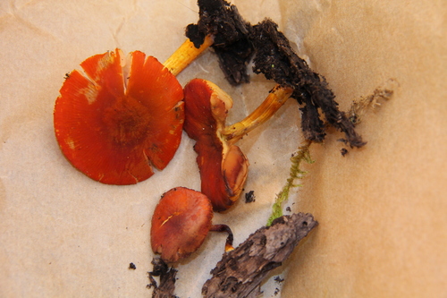 Pluteus aurantiorugosus