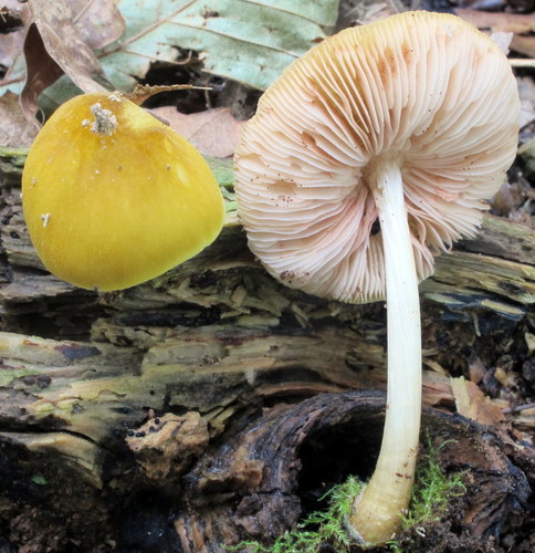 Pluteus leoninus
