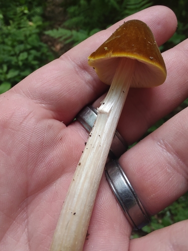 Pluteus leoninus