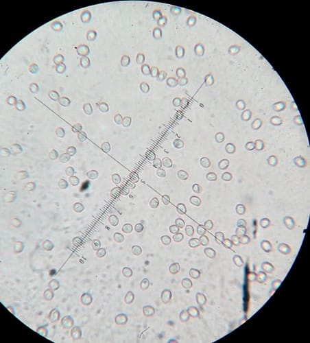 Pluteus pellitus