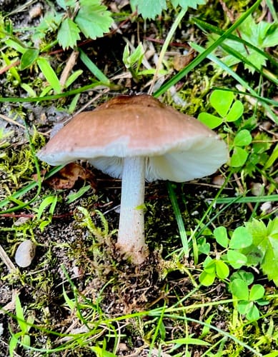 Pluteus pellitus