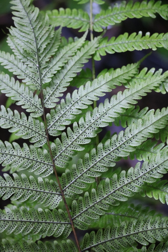 Pneumatopteris pennigera
