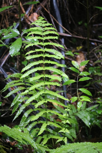 Pneumatopteris pennigera