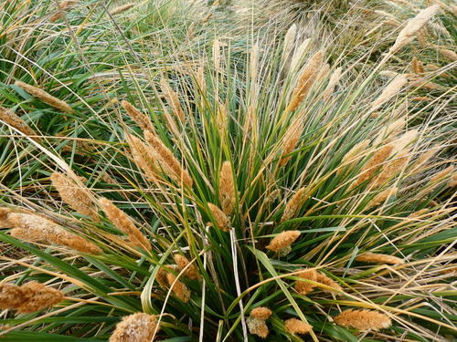 Poa flabellata