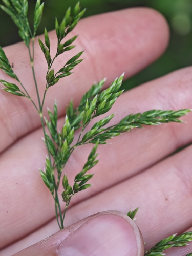 Poa pratensis