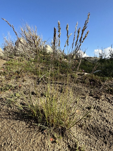 Poa secunda