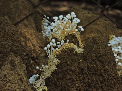 Podabrella microcarpa