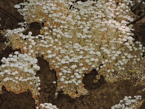 Podabrella microcarpa