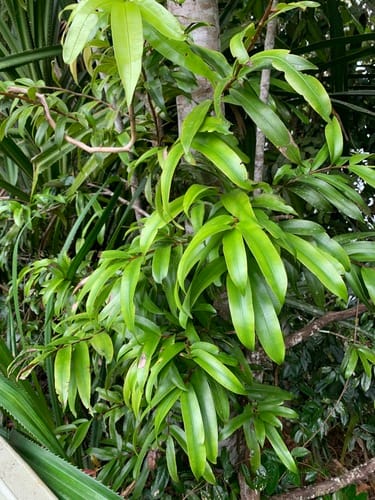 Podocarpus dispermus
