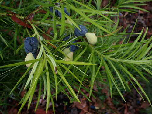 Podocarpus drouynianus