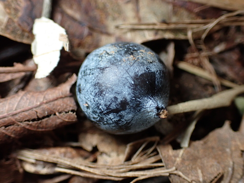 Podocarpus elatus