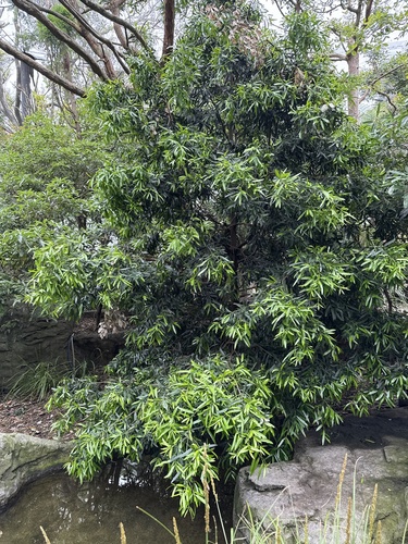Podocarpus elatus