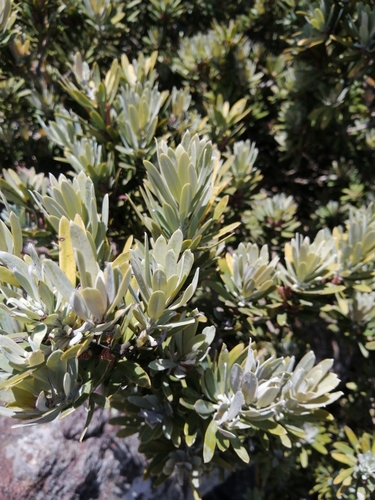 Podocarpus latifolius