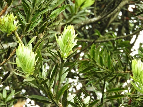 Podocarpus oleifolius