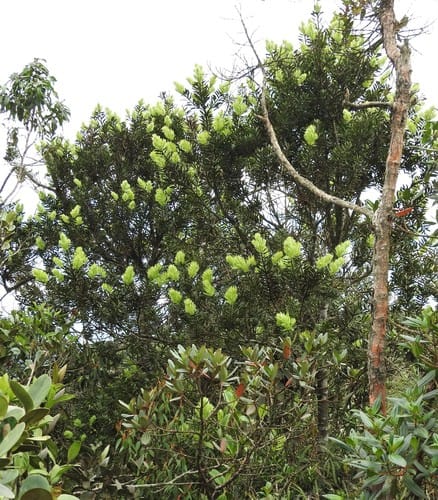 Podocarpus oleifolius