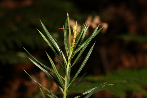 Podocarpus spinulosus