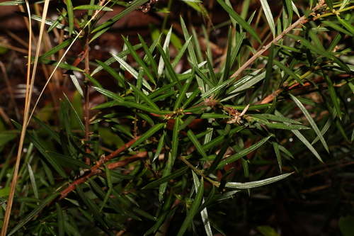 Podocarpus spinulosus