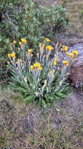 Podolepis robusta