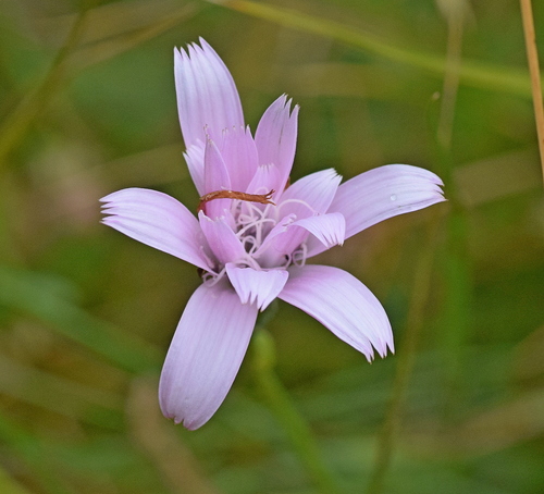 Podospermum roseum