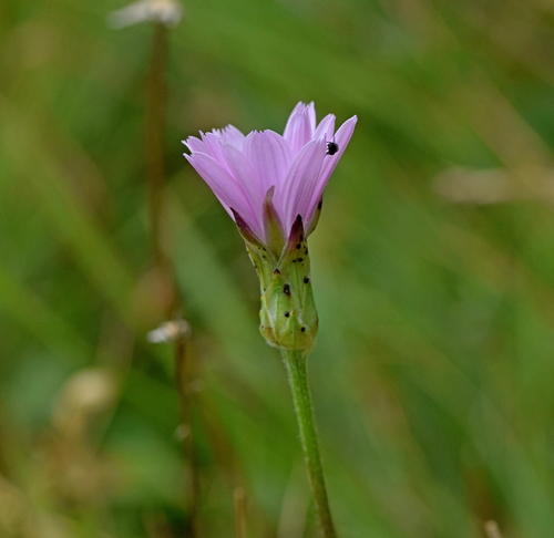 Podospermum roseum