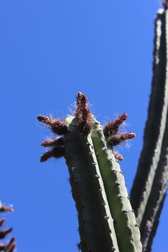 Polaskia chende
