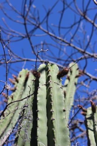 Polaskia chende