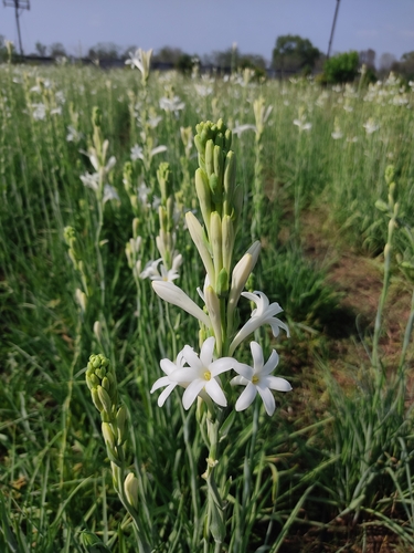 Polianthes tuberosa