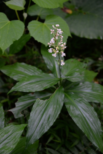 Pollia secundiflora