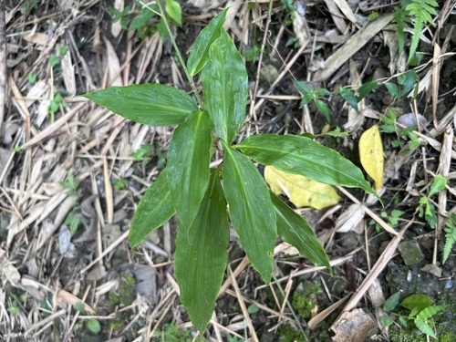 Pollia secundiflora