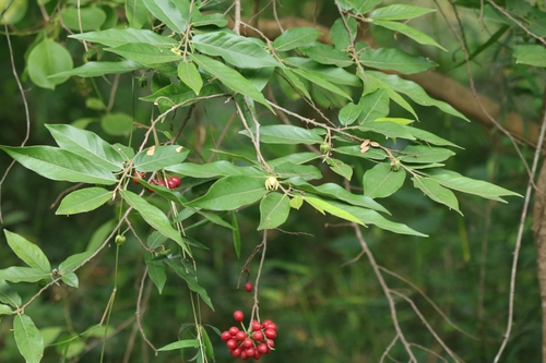 Polyalthia cerasoides