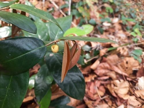 Polyalthia debilis