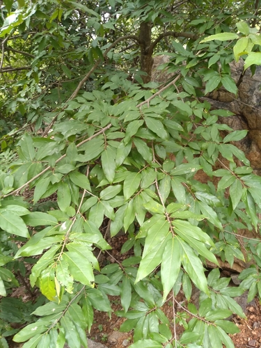 Polyalthia evecta