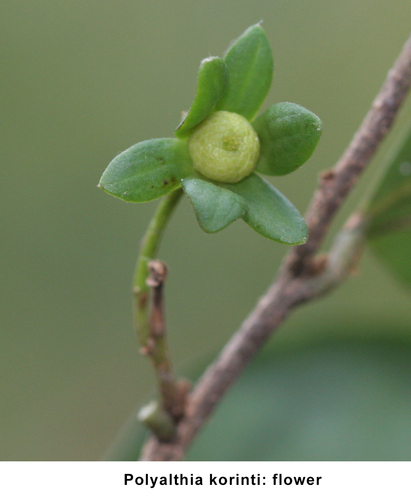 Polyalthia korinti