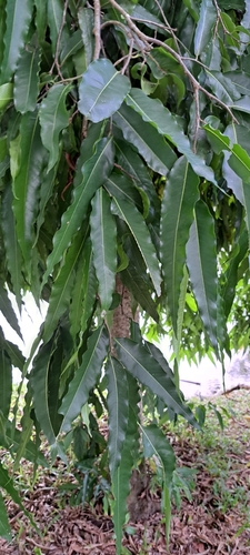 Polyalthia longifolia
