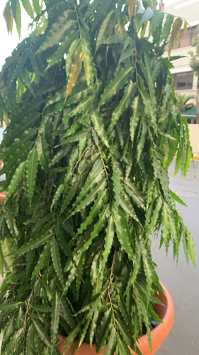 Polyalthia longifolia