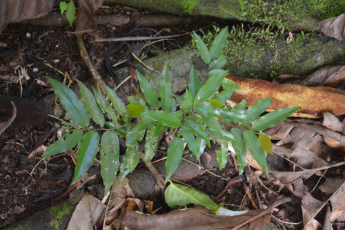 Polyaulax cylindrocarpa