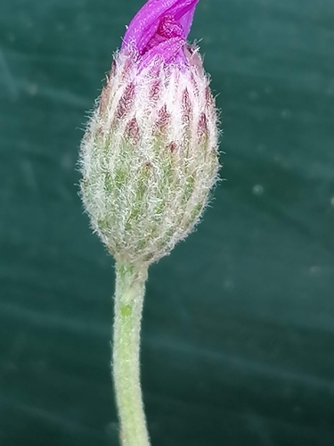 Polydora poskeana