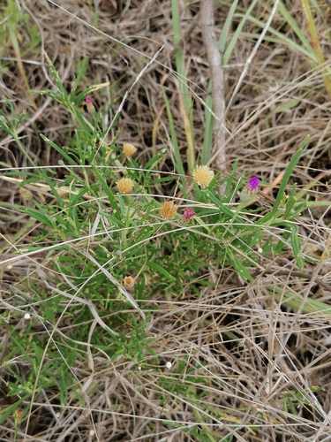 Polydora poskeana