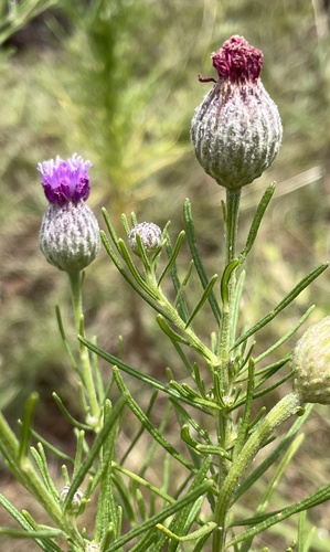 Polydora serratuloides