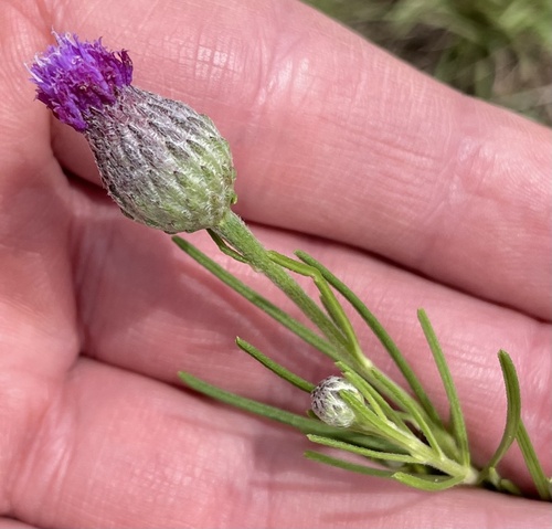 Polydora serratuloides