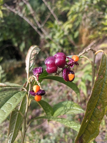 Polygala arillata