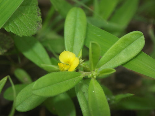 Polygala arvensis