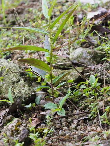 Polygala chinensis