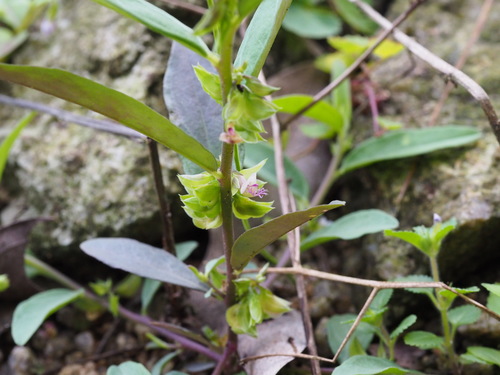 Polygala chinensis