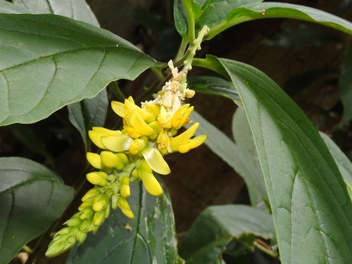 Polygala fallax